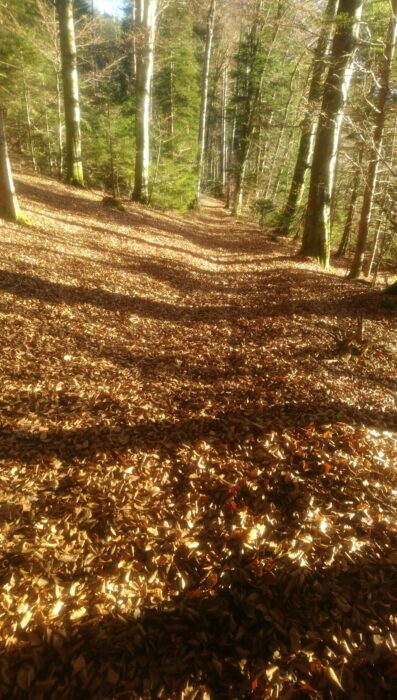 Waldweg in schöner Herbstfärbung im Kupferbachtal