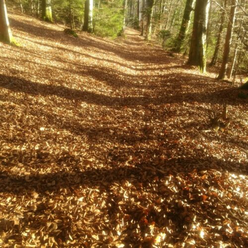 Waldweg in schöner Herbstfärbung im Kupferbachtal