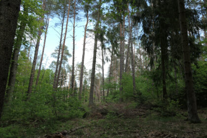Den Blick durch den Wald schweifen lassen funktioniert im Grunewald super
