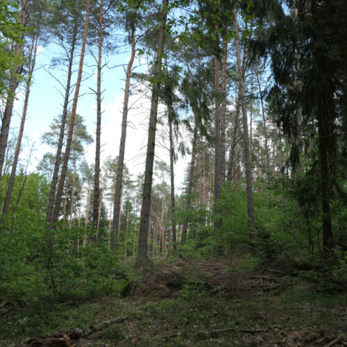 Den Blick durch den Wald schweifen lassen funktioniert im Grunewald super