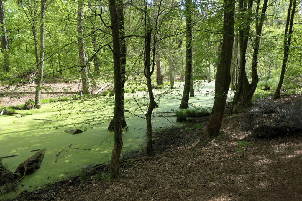 Grüner Fluss Briesetal