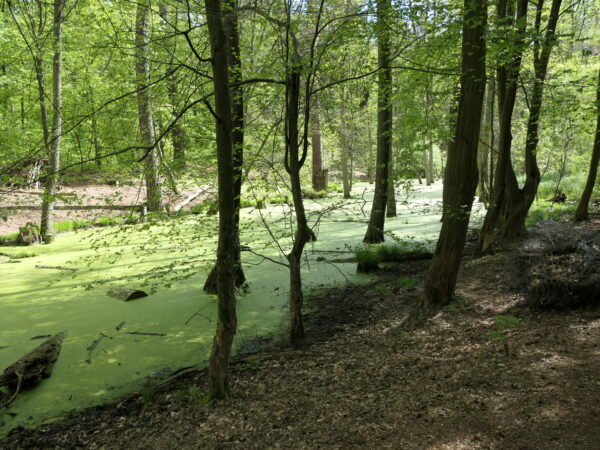 Grüner Fluss Briesetal