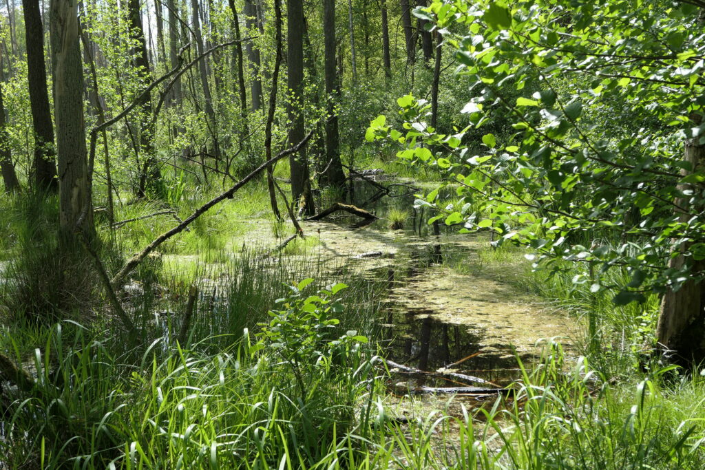 Grüne Sträucher und Bäume stehen im Flüsschen Briese