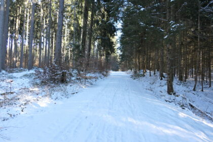 Verschneite Waldwege im Ebersberger Forst