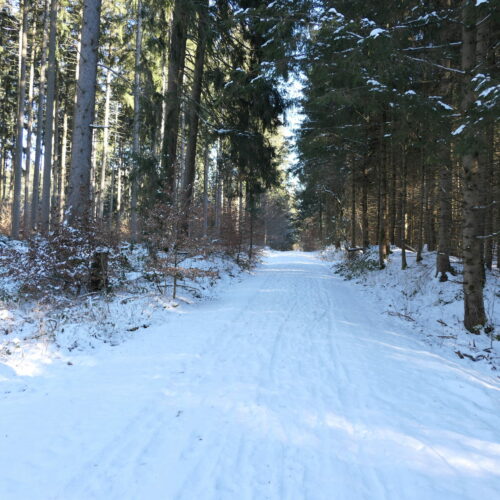 Verschneite Waldwege im Ebersberger Forst
