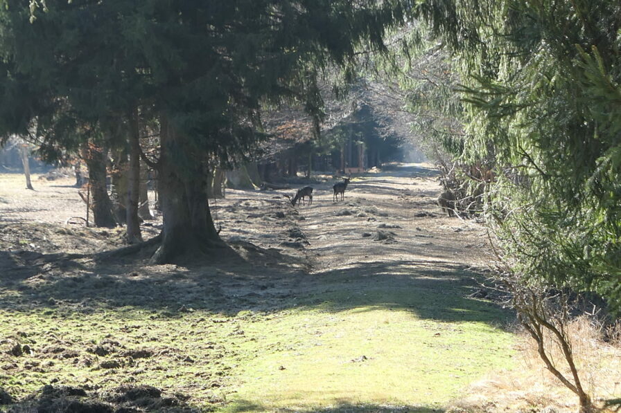 Zwei Hirsche in naher Entfernung im Forstenrieder Park