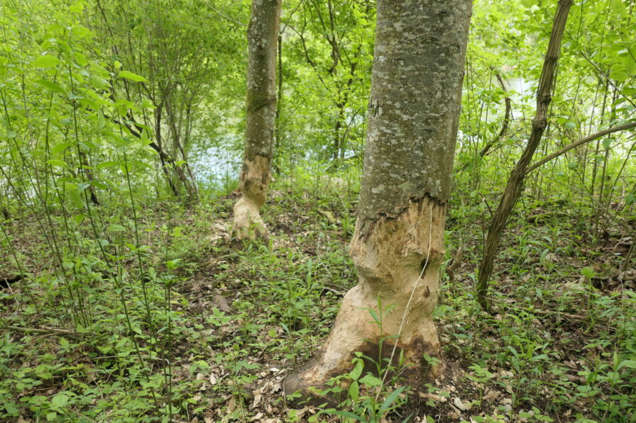 Mehrere Bäume im Donau-Auwald, die von Bibern kunstvoll angeknabbert wurden