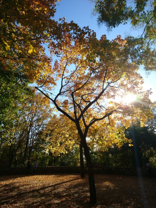Herbstliche gefärbte Bäume