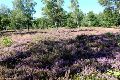 Intensives Violett überall in der Lüneburger Heide