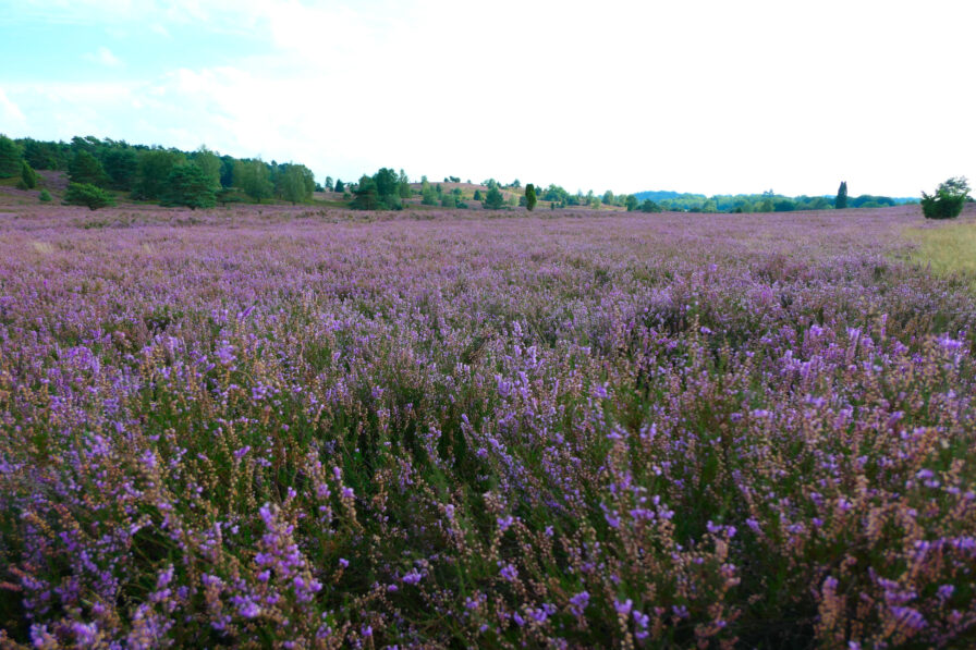 Violettes Blütenmeer in der Lüneburger Heide