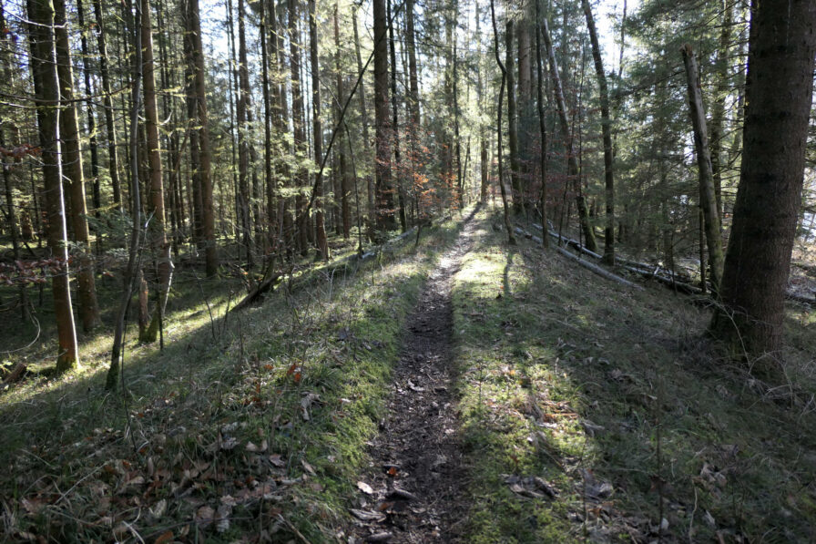 Waldweg neben der Loisach beim Isarspitz