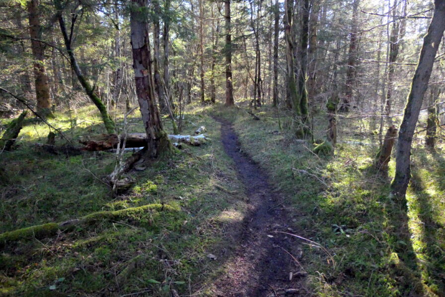 Waldwege entlang der Pupplinger Au