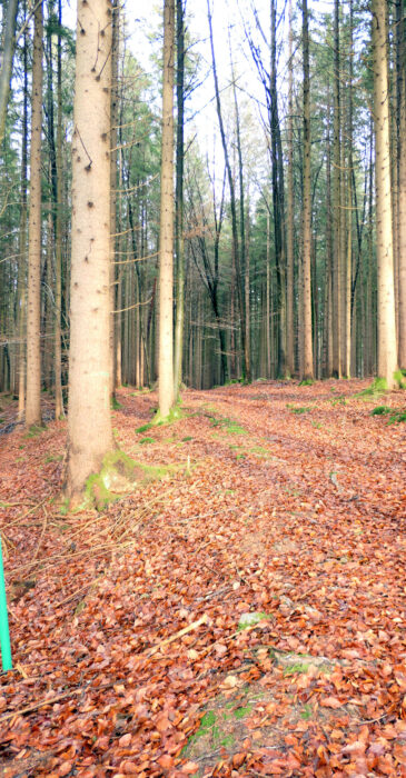 Waldwege von Starnberg nach Icking