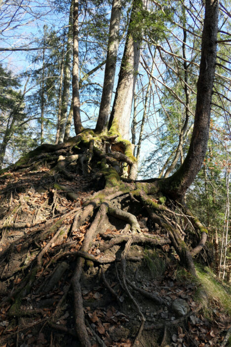 Ein Baum hat ein wahres Wurzelgeflecht errichtet, um sich am Hang festzuhalten