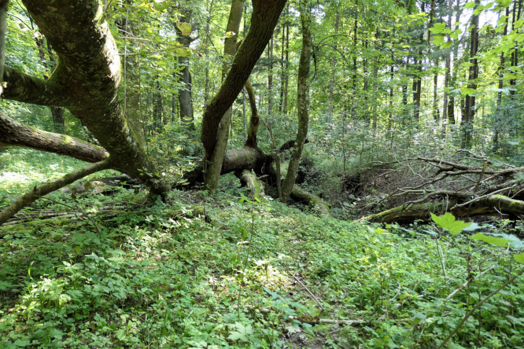 Urtümliches Unterholz im Haunstetter Wald