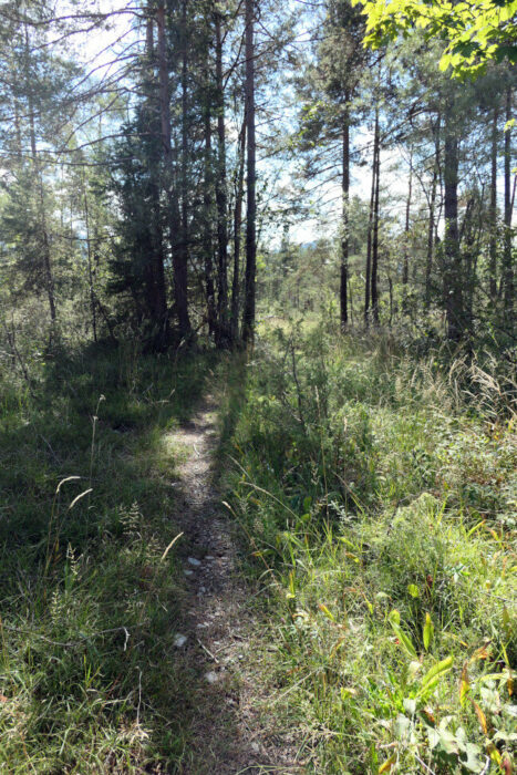 Kleine Wege führen von Lenggries zum Sylvensteinspeicher durch Wald und Wiesen