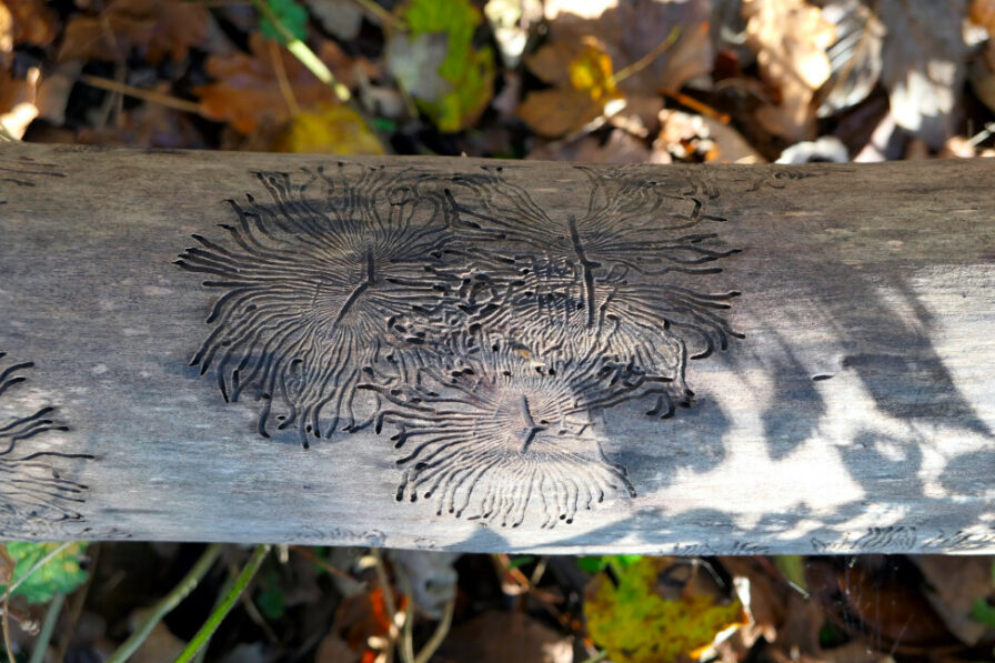 Kunstvoll geschaffene Gänge eines Borkenkäfers im Baumstamm