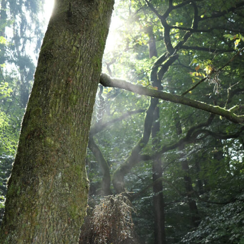 Kategoriebild "Waldbade Wissen" auf Draussen tut gut!: Baum in urigem Waldteil der Lüneburger Heide