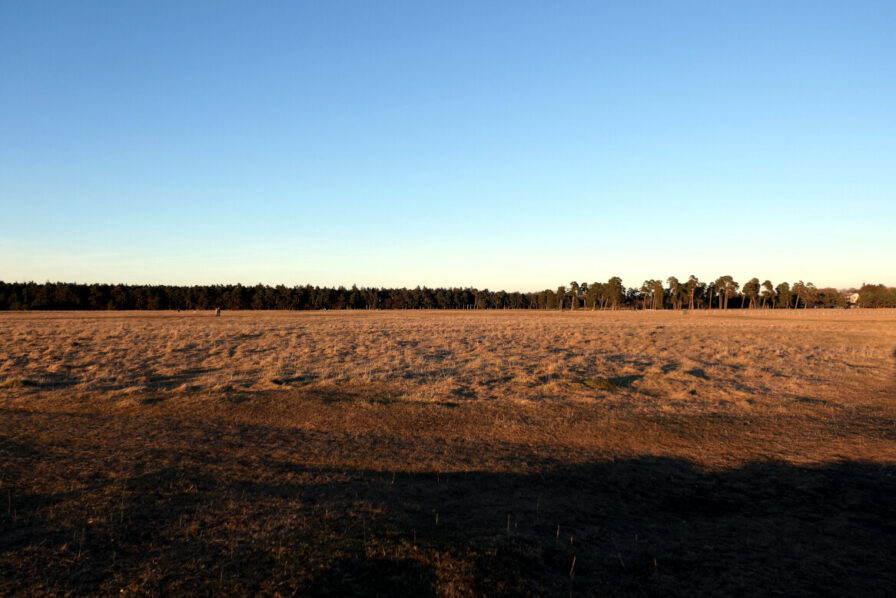Die Panzerwiese im Hasenbergl wirkt wie eine wilde Steppenlandschaft im Sonnenuntergang