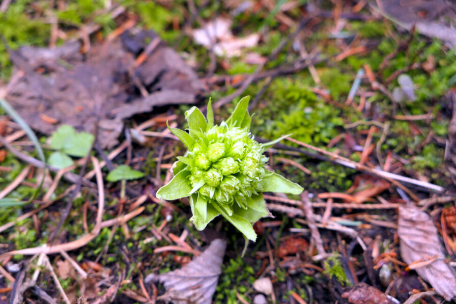 Eine Knospe am Waldboden kündet vom Frühlingsbeginn