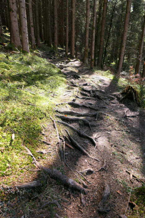 Kleine Pfade parallel zum Leybachtobel führen über Wurzeln und Steine stetig den Berg hinauf