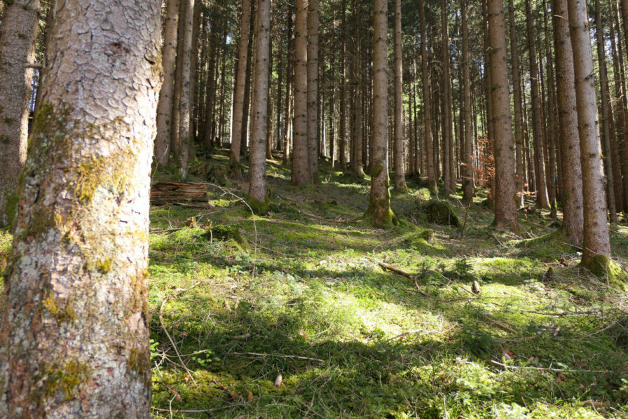 Der Wald erwacht langsam aus dem Winter entlang des Leybachtobels bei Altstädten