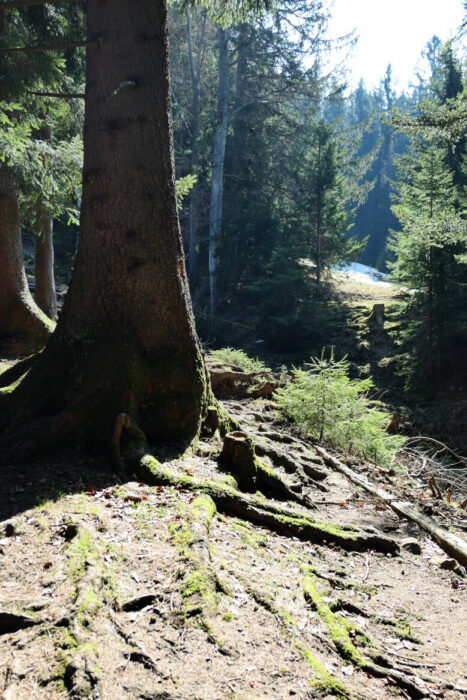 Aufstieg zur Reuterwanne parallel zu den Buron-Liften auf einem schönen Waldpfad