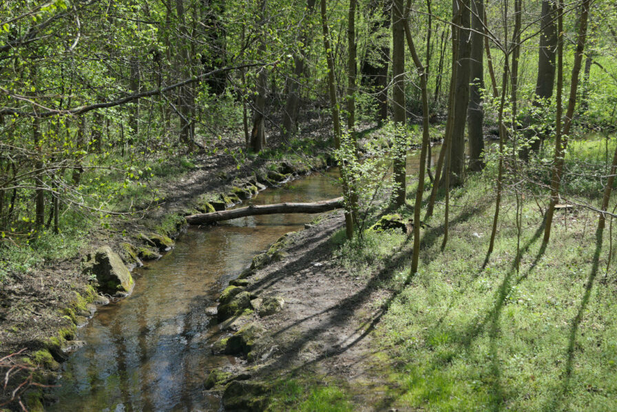 Westlich des Ostparks fließt der Hachinger Bach durch eine grüne Baumumgebung