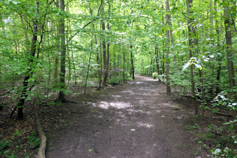Im Münchner Südpark sind manche Waldwege noch sehr naturnah und überwuchert