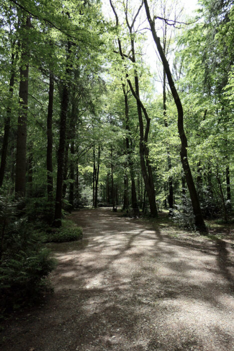Im Münchner Südpark stehen noch viele alte knorrige Bäume