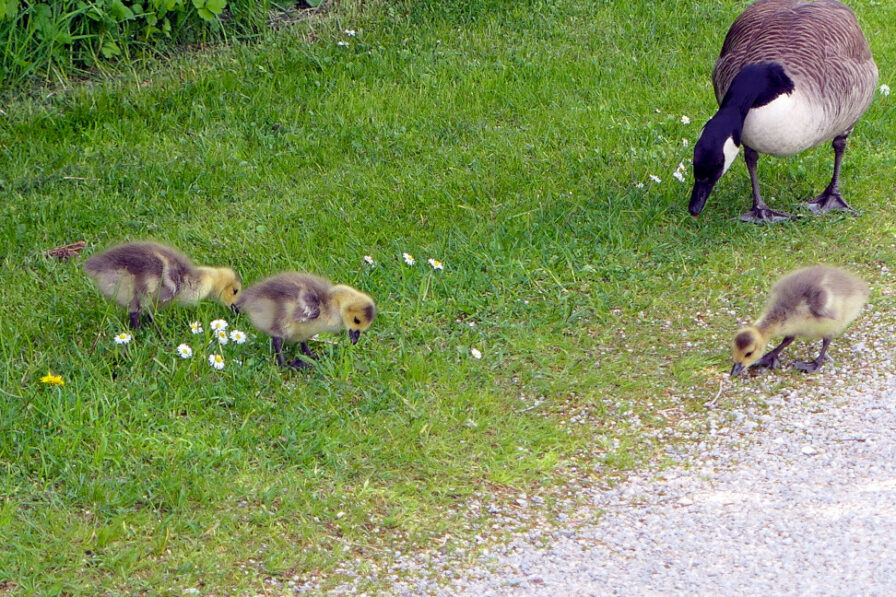 Kleine Kanadagansküken beim Ausflug mit den Eltern.