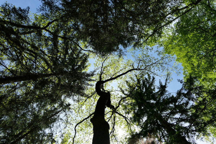 Schöner Blick hoch zu den Baumkronen im Münchner Waldfriedhof