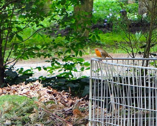 Ein Rotkehlchen im Münchner Waldfriedhof zeigt, dass sich auch tierische Mietbewohner über diese Grünoase freuen