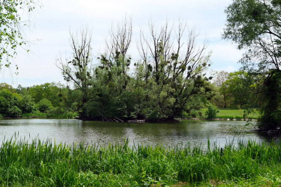 Ein kleiner See im Münchner Waldfriedhof gibt dem ohnehin schon entspannenden Ambiente das i-Tüpfelchen