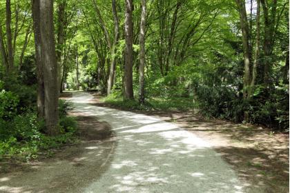 Verschlungene Pfade führen mal breiter mal schmaler durch das Waldidyll des Münchner Waldfriedhofs