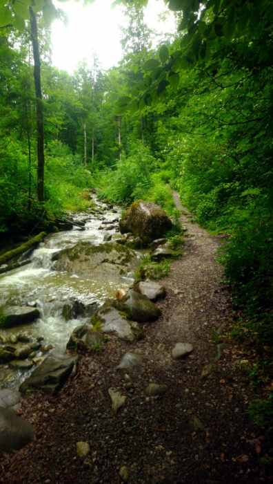 Dunkel und zugewuchert ist der Weg durch den Falltobel