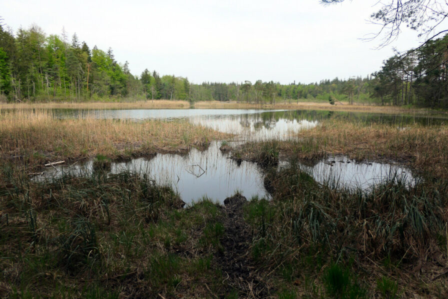 Moorflächen säumen die vielen kleinen Seen im Naturschutzgebiet Osterseens bei Iffeldorf