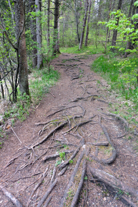 Schmale Wurzelwege verlaufen zwischen den vielen kleinen Seen im Naturschutzgebiet Osterseen