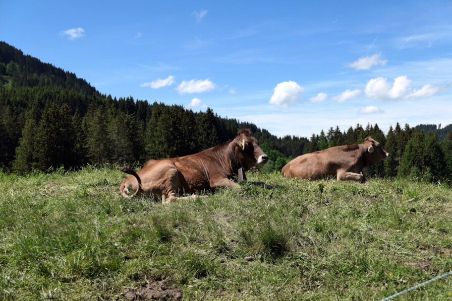 Kühe auf der Wiese bei der unteren Sorgalpe auf dem Sebaldweg