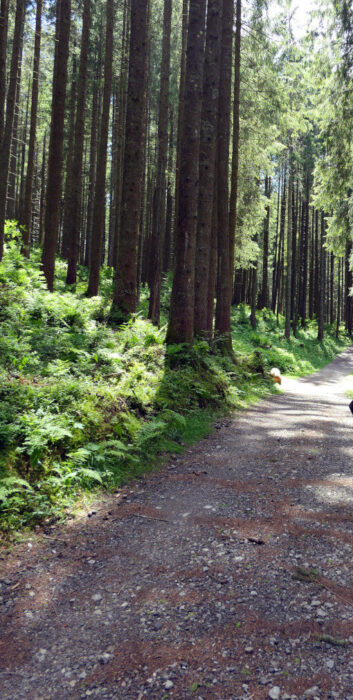 Auf dem Sebaldweg folgt hinter der Sorgalpe ein längerer sehr hügeliger Waldabschnitt